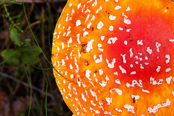 Top view of the classic fly agaric mushroom with orange cap. Amanita muscaria fungus on a forest...