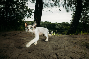 Cat walking gracefully in a natural environment, serenity Devon Rex