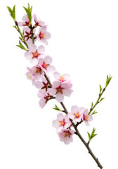 Isolated Blossom Branch Blooming with Pink Flowers Transparent Background