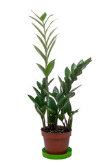 Zamioculcas plant in a flower pot isolated on a transparent background. Graphic resources.