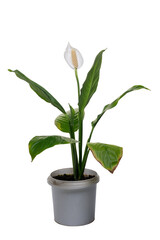 Blooming spathiphyllum plant in a flowerpot isolated on a transparent background. Graphic resources.