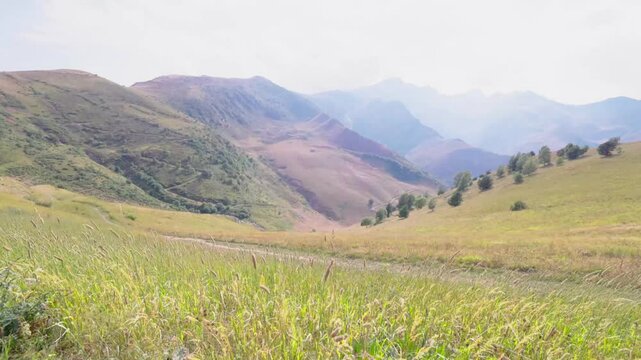 Herbs swaying in the wind in a high mountain landscape