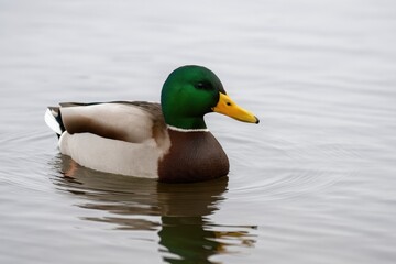 Fototapeta premium A duck glides across a winter river scene in mid-January