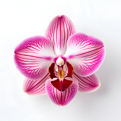 Top Down View of a Single Pink and Burgundy Orchid Bloom
