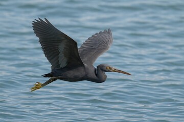 Flying over the water, a Pacific reef heron in motion