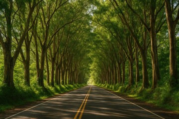 Fototapeta premium Scenic Drive Through a Tree-Covered Tunnel on the Road