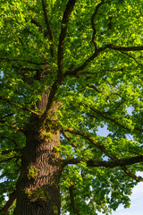 Towering oak tree seen from below, with dense green foliage illuminated by summer sunlight. Suitable for environmental, natural growth, eco friendly design themes.