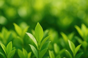 Obraz premium Natural leaves in their environment