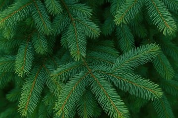 Tall green pine needles on a coniferous tree