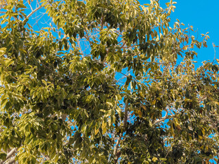 Lush green exotic trees with tall trunks and dense canopy against bright blue sky in Mediterranean city park, symbolizing nature, environment and summer weather © Katarzyna Ledwoń