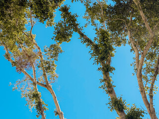 Lush green exotic trees with tall trunks and dense canopy against bright blue sky in Mediterranean city park, symbolizing nature, environment and summer weather © Katarzyna Ledwoń
