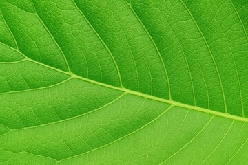 Obraz premium Close-up of fiber surface on macro leaves