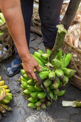 A vendor in Ubud, Bali, Indonesia cuts a bunch of green bananas from the stalk with a knife. The...