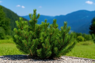 Obraz premium Small mountain pine and its varieties