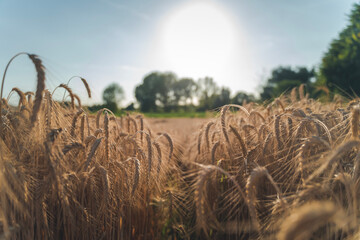 Field of ripe rye, beautiful summer landscape