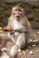 Obraz premium A long-tailed macaque sits and eats a nut in Ubud Monkey Forest, Bali, Indonesia. The monkey looks directly at the camera with a surprised expression.