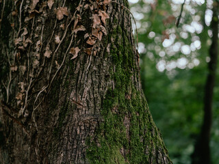 Tree trunk covered with ivy in forest, abstract nature background