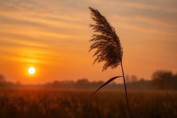 Solitary Grass Awakened by Dawn in Fall