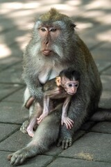 A long-tailed macaque mother holds her baby close in Ubud Monkey Forest, Bali, Indonesia. The...