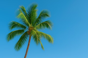 A tall palm tree extends its lush green fronds toward the clear blue sky.