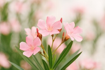 Obraz premium Close-up of a pink-flowered Oleander with blurred background