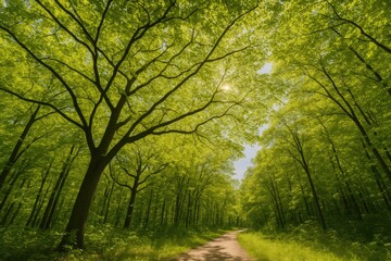 Obraz premium Forest viewed from a low perspective showing tree branches