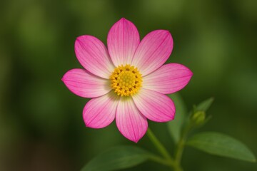Small blossom from the sacred site in Bali