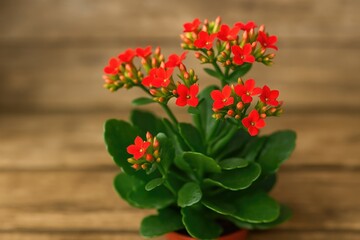 Obraz premium Close-up of Kalanchoe blossoms with a focus on individual flowers