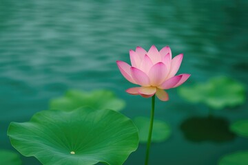 Blooming green lotus amidst tranquil waters