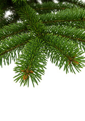 Isolated Christmas Fir Branch Holiday Decoration Transparent Background
