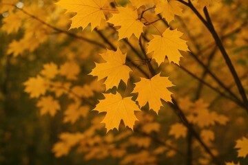 Obraz premium Autumn foliage showcasing vibrant maple leaves in early fall