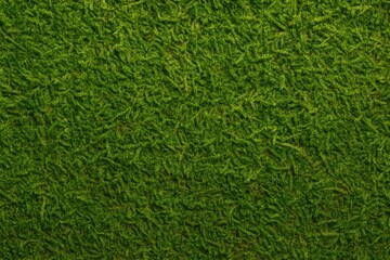 Texture of moss in detail