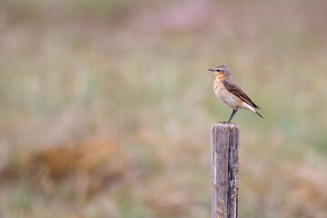 Northern Wheatear