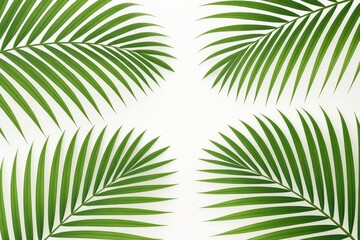 Obraz premium Tropical palm fronds on a plain white backdrop