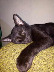 A black cat is sleeping on the sofa