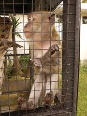 A pet monkey in a cage.