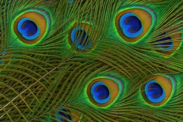 Obraz premium Background featuring peacock feathers