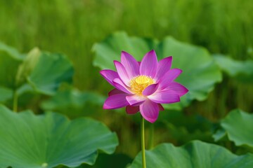 Summer Bloom of the Lotus