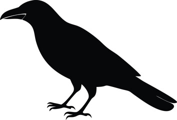 crow bird with white background