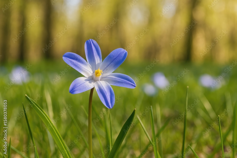 Aufkleber close-up of chionodoxa luciliae blooming in spring with macro detail and blurred background