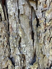 Weathered bark of a dead pecan tree