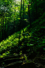 Dense green forest, sun rays breaking through the dense treetops