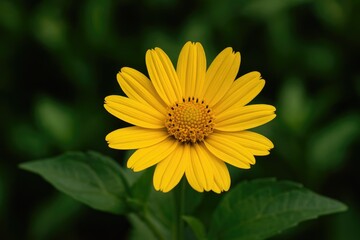 Obraz premium Image of a vibrant yellow blossom