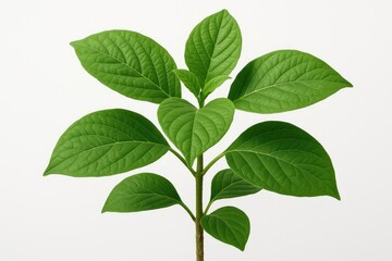 Picture of a lush foliage with broad leaves on a plain white surface