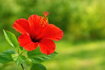 Beautiful Image of a Crimson Rose in the Garden