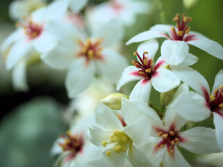 Fototapeta premium 6月に咲いた意外と可愛いアブラギリの白い花