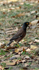 Bird