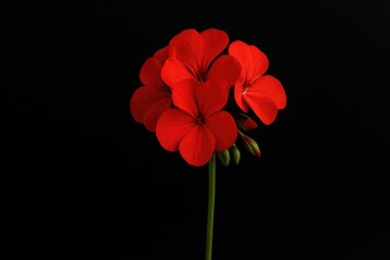 A single red flower stem
