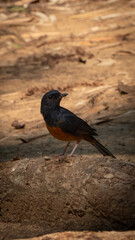 Bird