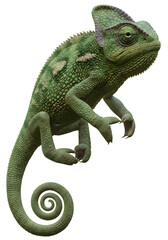 Obraz premium Isolated Close Up Green Chameleon Reptile With Transparent Background